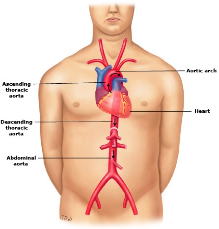 آناتومی شریان آئورت Anatomy of Aorta