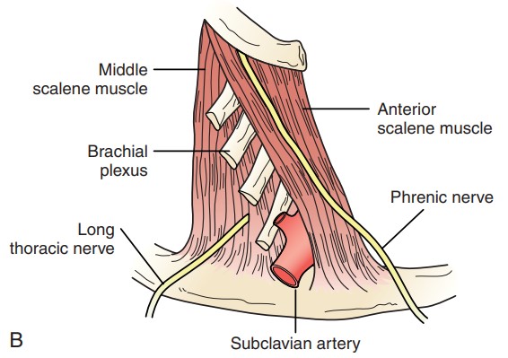 Anatomy of the Nerves of Thoracic Outlet آناتومی اعصاب خروجی قفسه سینه