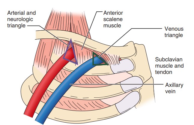 آناتومی فضای جناغی دنده ای Anatomy of Costoclavicular Space