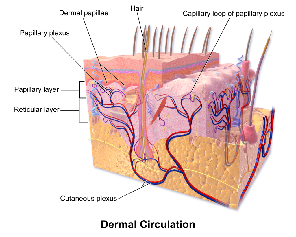 شبکه عروقی پوست Vascular Network of Skin جراح عروق (Vascular Surgeon) بهترین جراح عروق (Best Vascular Surgeon) متخصص جراحی عروق (Vascular Surgery Specialist) جراحی عروق و اندوواسکولار (Vascular and Endovascular Surgery) درمان بیماریهای عروق (Vascular Disease Treatment) تکنیکهای جراحی عروق (Vascular Surgery Techniques) جراح اندوواسکولار (Endovascular Surgeon) درمان غیرتهاجمی عروق (Non-Invasive Vascular Treatment) پزشک جراحی عروق (Vascular Surgery Doctor) مراقبتهای جراحی عروق (Vascular Surgery Care)